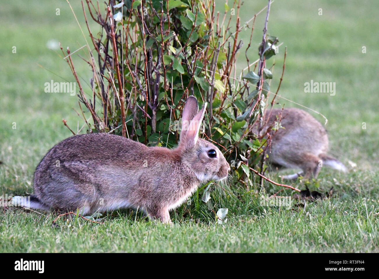 Cuniculus, lokale Tiere, frei lebender Tiere, grau sportliche kleine Jobs, grau sportliche kleine Jobs, Hase, Jagd - Cash Game, Kaninchen Pelz, Rabb Stockfoto