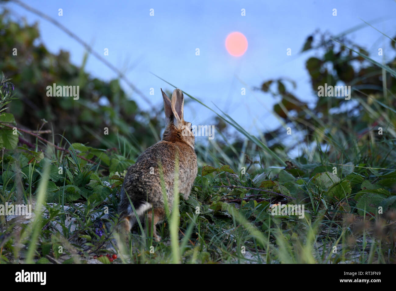 Cuniculus, lokale Tiere, frei lebender Tiere, grau sportliche kleine Jobs, grau sportliche kleine Jobs, Hase, Jagd - Cash Game, Kaninchen Pelz, Rabb Stockfoto