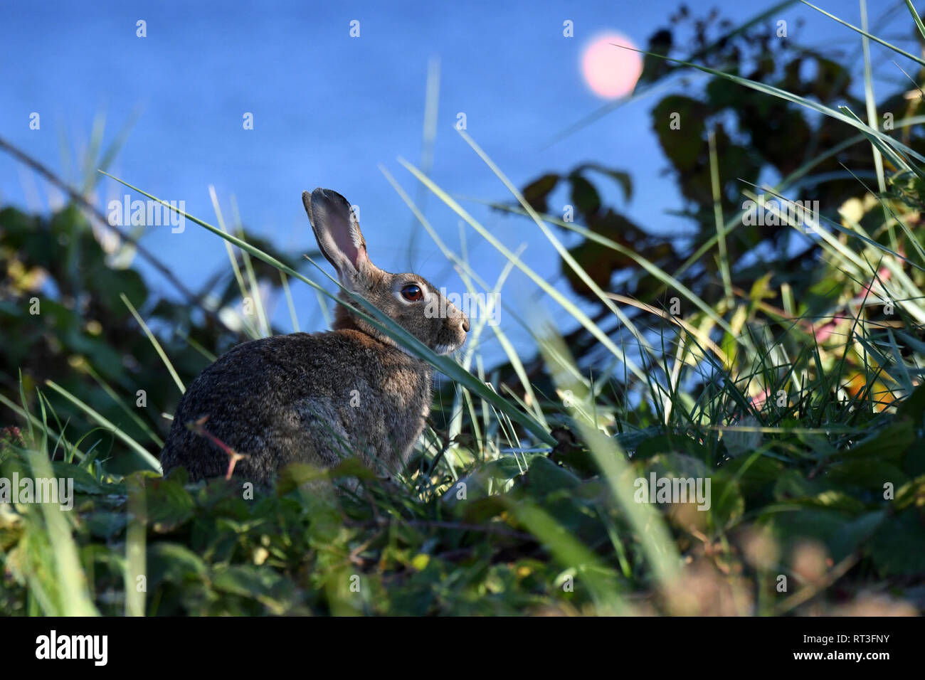 Cuniculus, lokale Tiere, frei lebender Tiere, grau sportliche kleine Jobs, grau sportliche kleine Jobs, Hase, Jagd - Cash Game, Kaninchen Pelz, Rabb Stockfoto