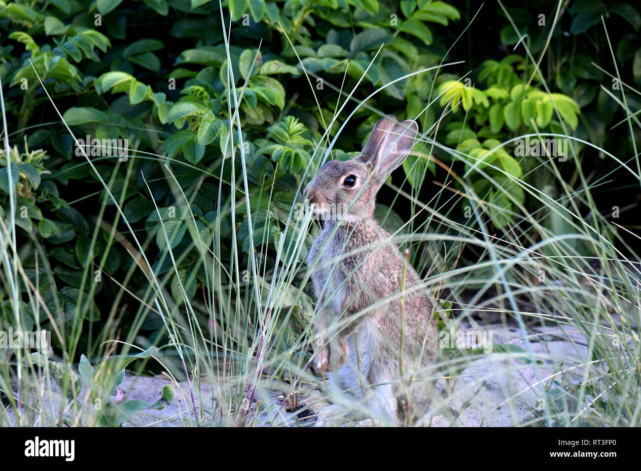 Cuniculus, lokale Tiere, frei lebender Tiere, grau sportliche kleine Jobs, grau sportliche kleine Jobs, Hase, Jagd - Cash Game, Kaninchen Pelz, Rabb Stockfoto