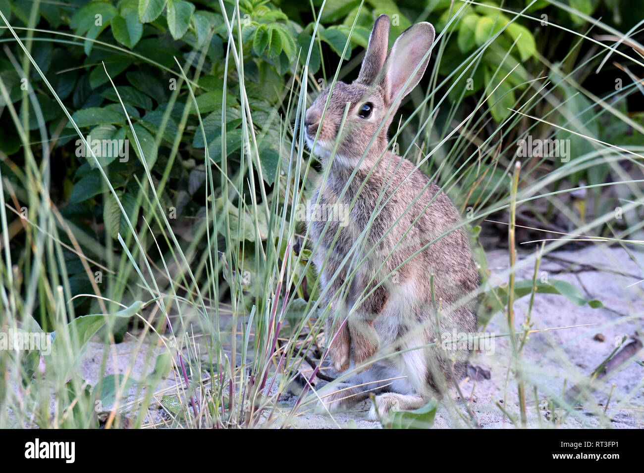 Cuniculus, lokale Tiere, frei lebender Tiere, grau sportliche kleine Jobs, grau sportliche kleine Jobs, Hase, Jagd - Cash Game, Kaninchen Pelz, Rabb Stockfoto