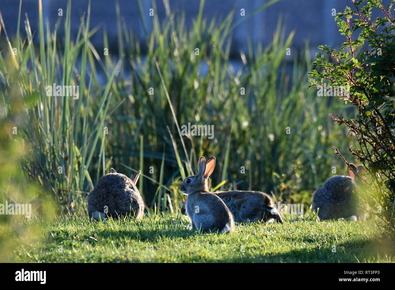 Cuniculus, lokale Tiere, frei lebender Tiere, grau sportliche kleine Jobs, grau sportliche kleine Jobs, Hase, Jagd - Cash Game, Kaninchen Pelz, Rabb Stockfoto