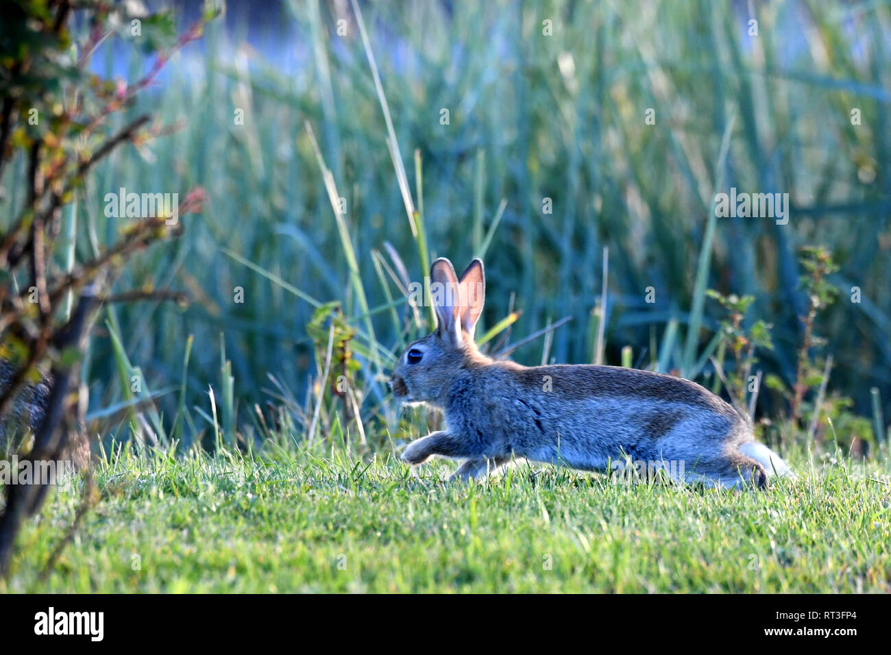 Cuniculus, lokale Tiere, frei lebender Tiere, grau sportliche kleine Jobs, grau sportliche kleine Jobs, Hase, Jagd - Cash Game, Kaninchen Pelz, Rabb Stockfoto