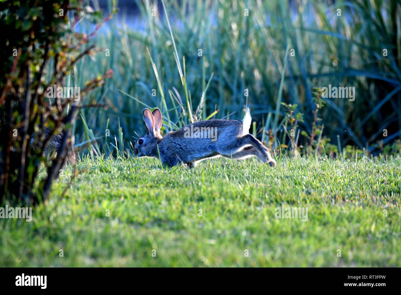 Cuniculus, lokale Tiere, frei lebender Tiere, grau sportliche kleine Jobs, grau sportliche kleine Jobs, Hase, Jagd - Cash Game, Kaninchen Pelz, Rabb Stockfoto