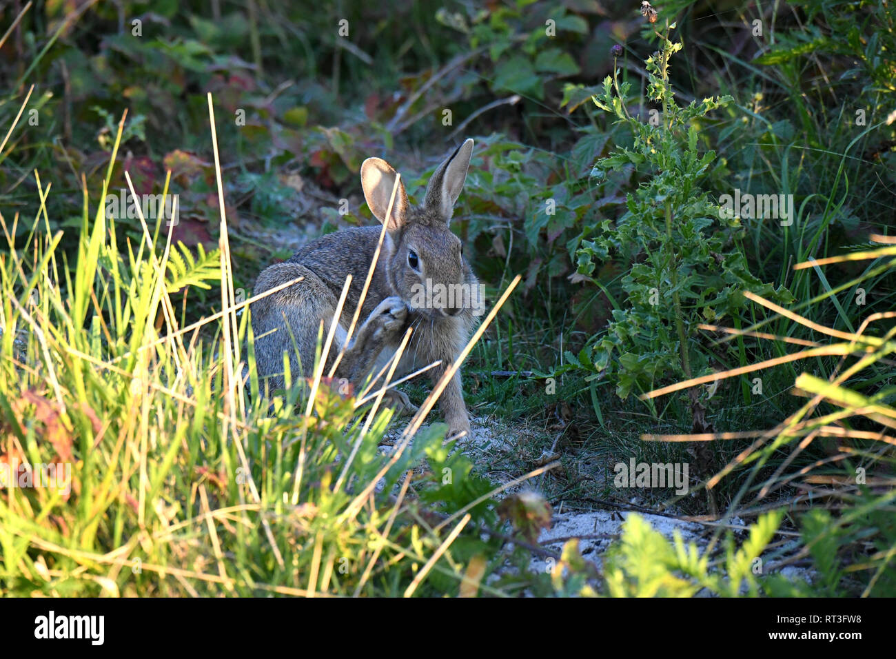 Cuniculus, lokale Tiere, frei lebender Tiere, grau sportliche kleine Jobs, grau sportliche kleine Jobs, Hase, Jagd - Cash Game, Kaninchen Pelz, Rabb Stockfoto