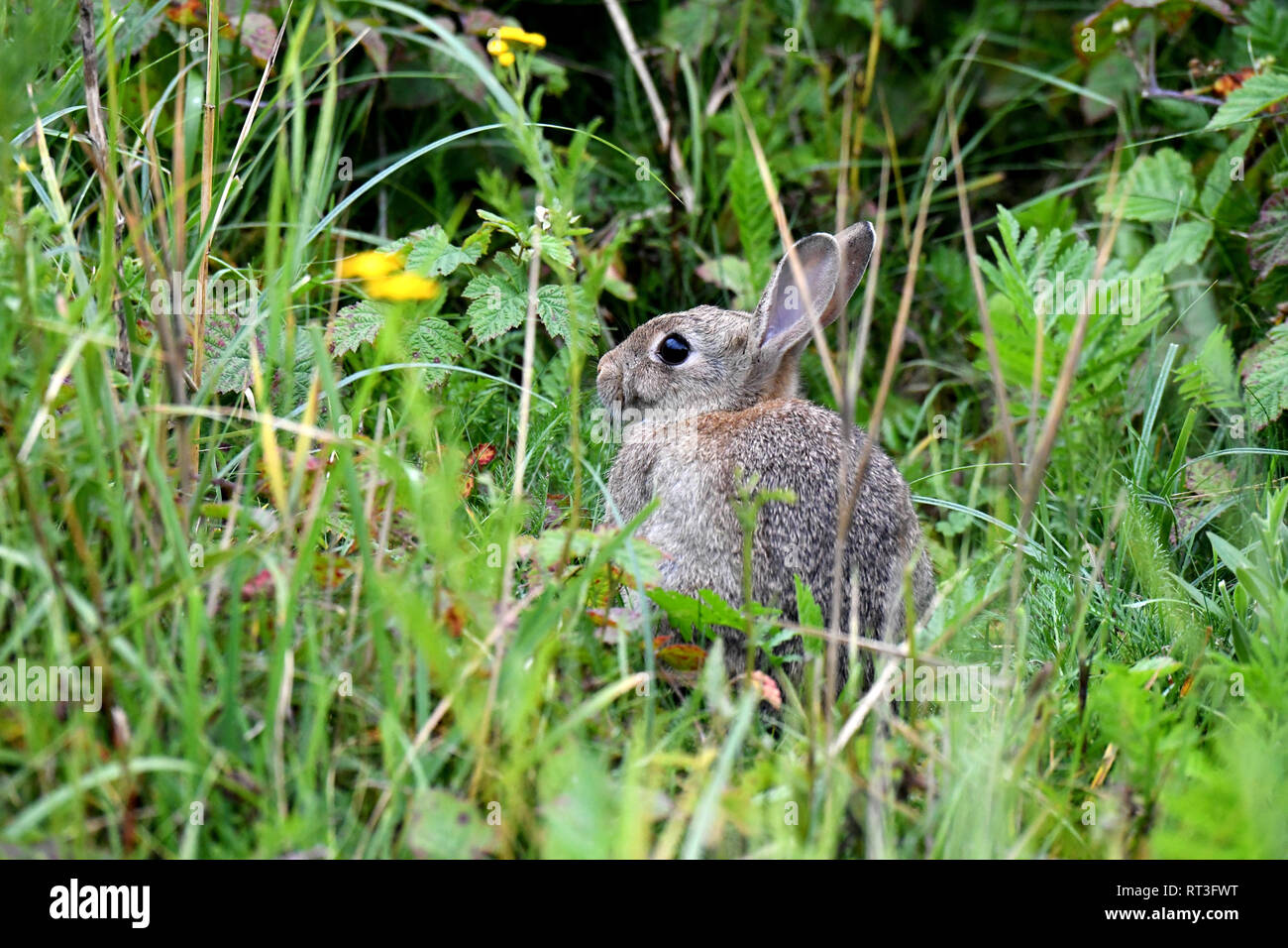 Cuniculus, lokale Tiere, frei lebender Tiere, grau sportliche kleine Jobs, grau sportliche kleine Jobs, Hase, Jagd - Cash Game, Kaninchen Pelz, Rabb Stockfoto