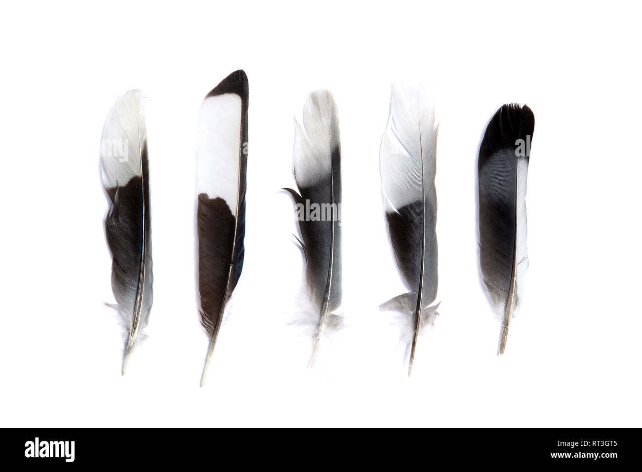 Verschiedene Federn auf weißem Hintergrund Stockfoto