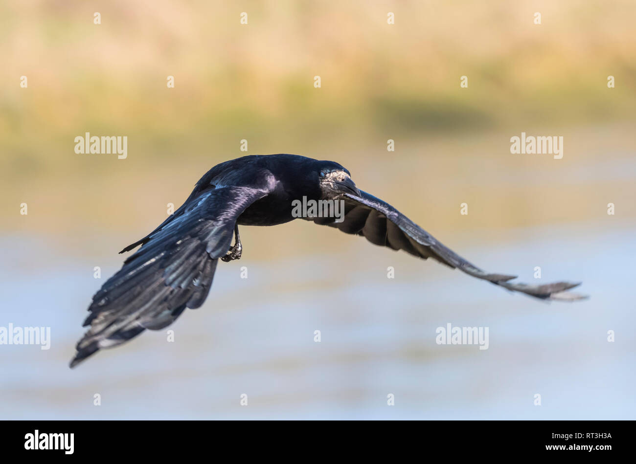 Nach Saatkrähe (Corvus frugilegus) flying low im Winter in West Sussex, UK. Stockfoto