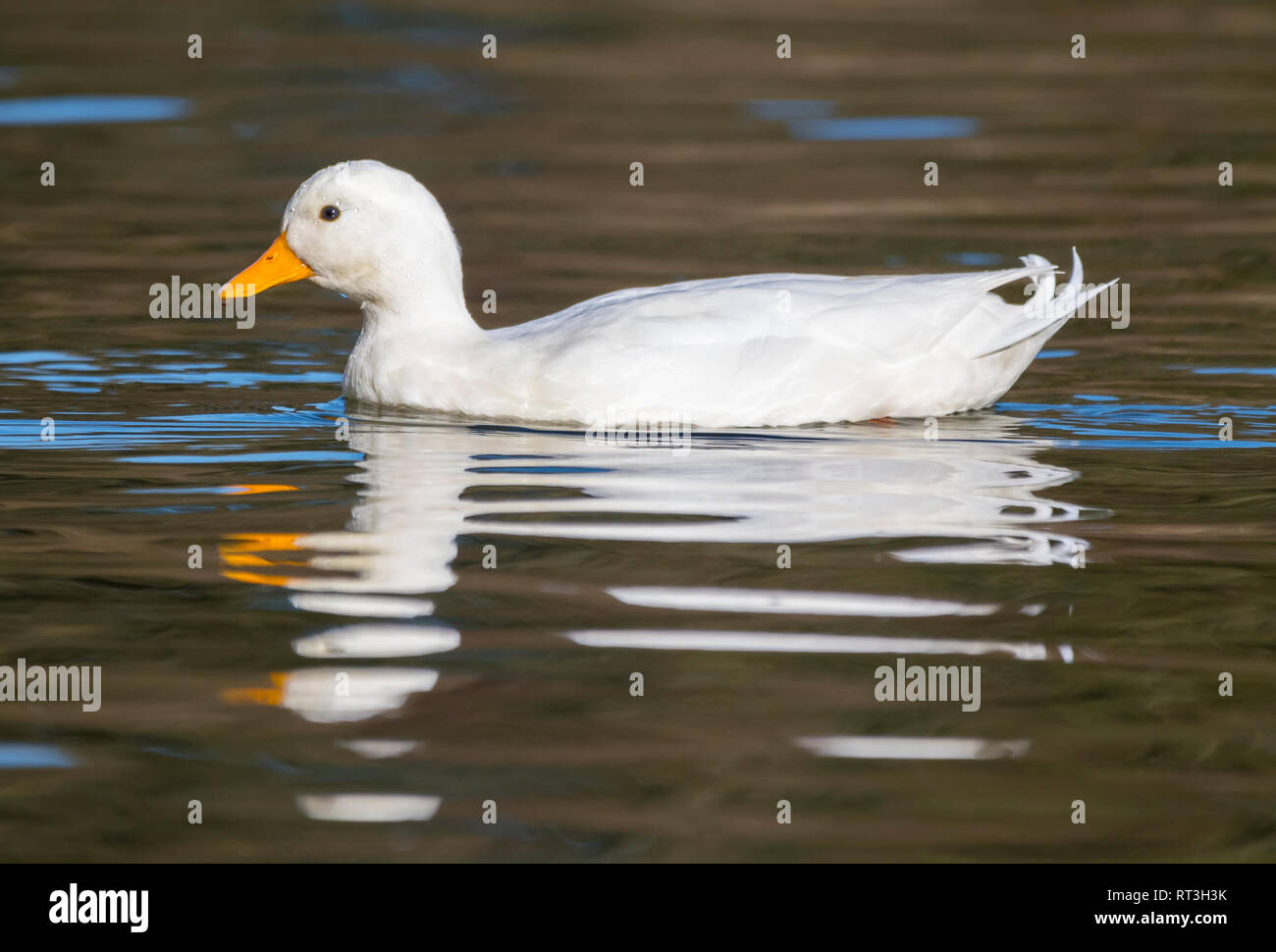 Call Duck (Anas Platyrhynchos), aka Coy Ente oder Lockvogel Ente im Wasser im Winter in West Sussex, UK. Stockfoto