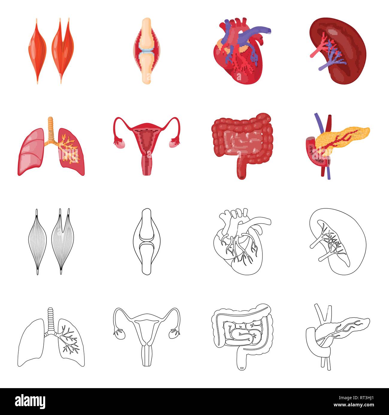 Muskel, Knochen, Herz, Niere, Lunge, Harnwege, des Pankreas, Organe, Sehne, Kardiologie, Luftröhre, System, endokrinen, Gewebe, Sehnen-, Herz-Kreislauf-, Bohnen-, Lungen, Blase, Darm, Diabetes, Zelle, Verletzung, Körper, Transplantation, Arterie, Nieren, Magen, Verdauung, koronare, Biologie, Wissenschaft, Forschung, Labor, Anatomie, Orgel, innere, Medizin, Mensch, Gesundheit, Set, Vector, Icon, Illustration, isoliert, Sammlung, Design, Element, Grafik, Vektor, Vektoren, Stock Vektor