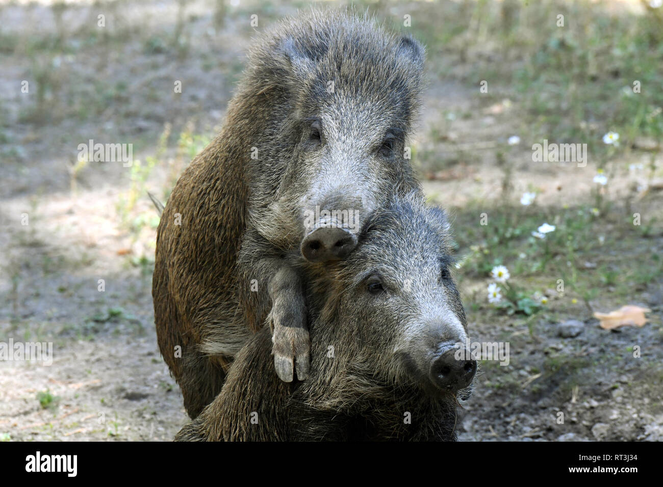 Schweine, Echten Schweine, Huftiere, Leistungsbeschreibung, ein Durcheinander, was für ein Chaos im Sommer, was für ein Chaos in der Suhlen, schwarze Kittel, schwarz, Spiel, Schwein, Schwein Stockfoto