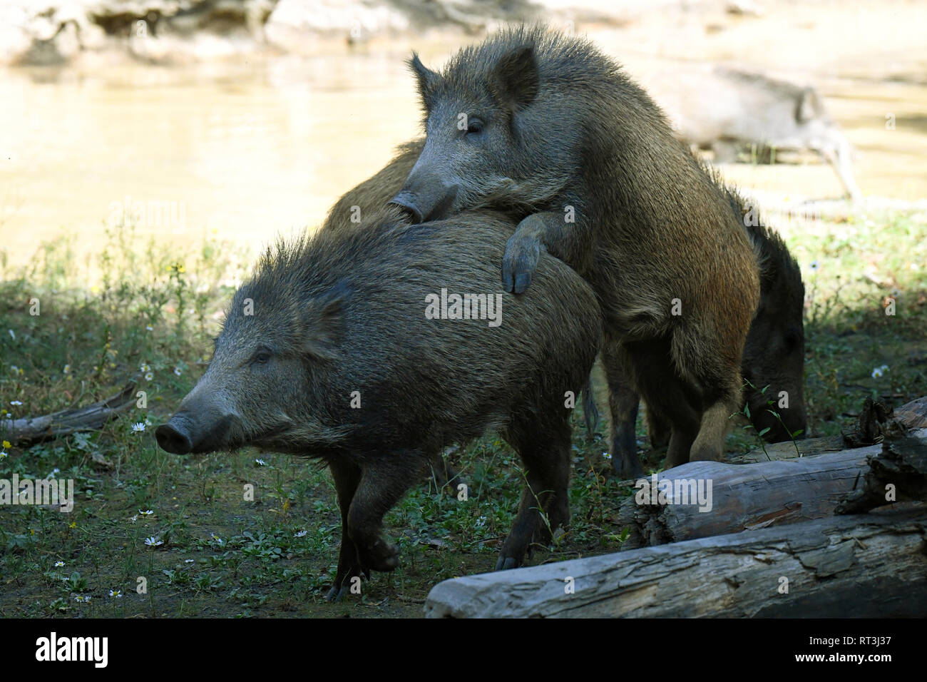 Schweine, Echten Schweine, Huftiere, Leistungsbeschreibung, ein Durcheinander, was für ein Chaos im Sommer, was für ein Chaos in der Suhlen, schwarze Kittel, schwarz, Spiel, Schwein, Schwein Stockfoto