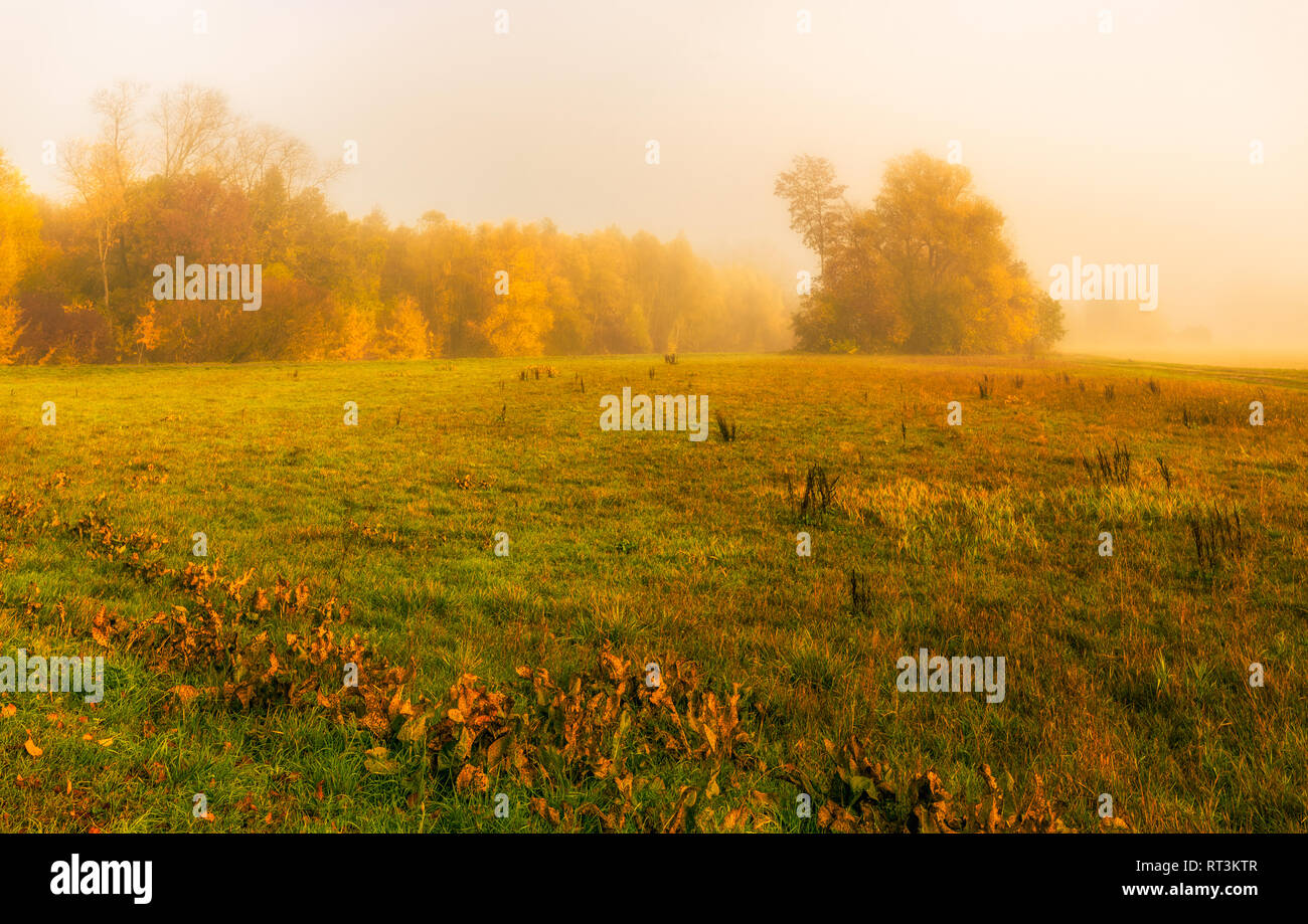 Pastellfarben nebligen Herbst Landschaft, Herbst Laub, Bäume, Wiese, Gras, Misty sonnigen Tag, impressionistisch vintage Stil Stockfoto