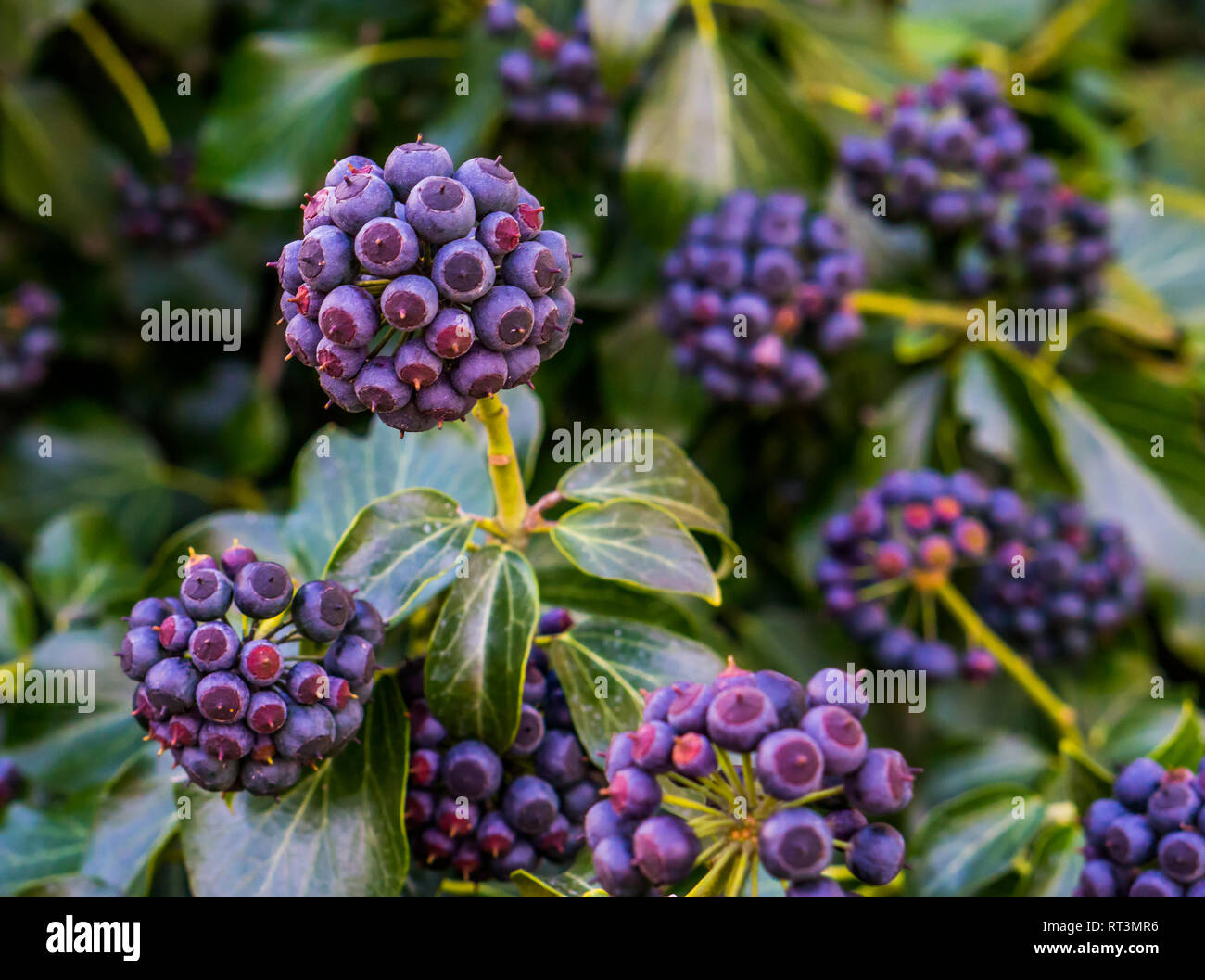 efeu winterhart Weißgrüner Efeu Hedera helix 'Glacier' Gartenpflanze Ø9cm kaufen