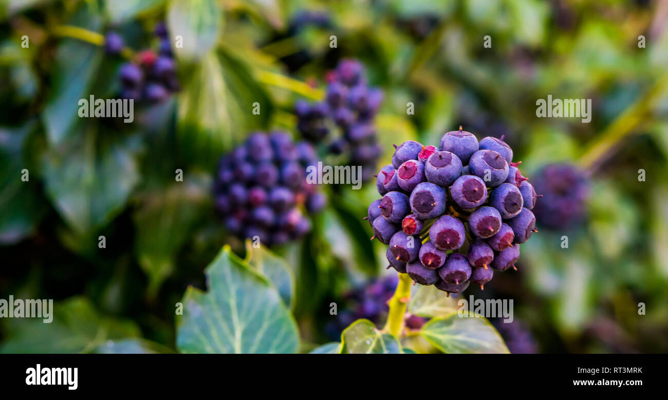 elefantenfu winterhart Beaucarnea Nolina recurvata