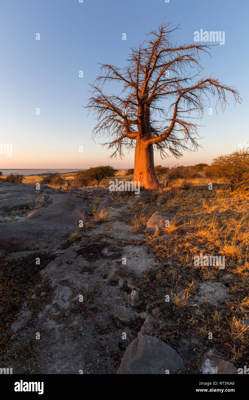 Baobab Baum im Morgenlicht Stockfoto