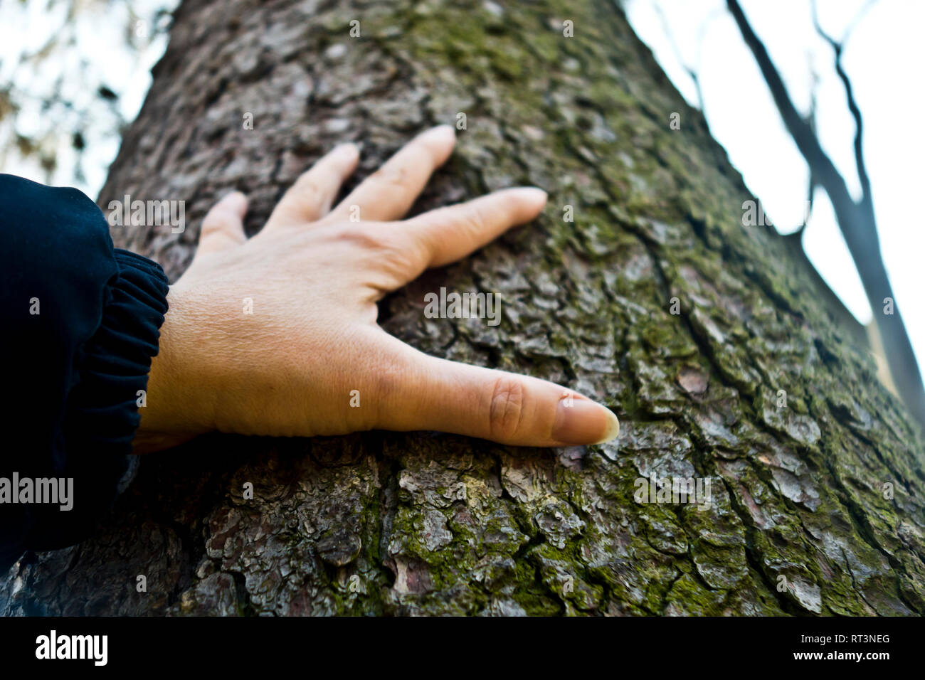 Weibliche Hand berühren einen Baumstamm, Konzept für den Schutz der Umwelt und das Gefühl für die Natur Stockfoto
