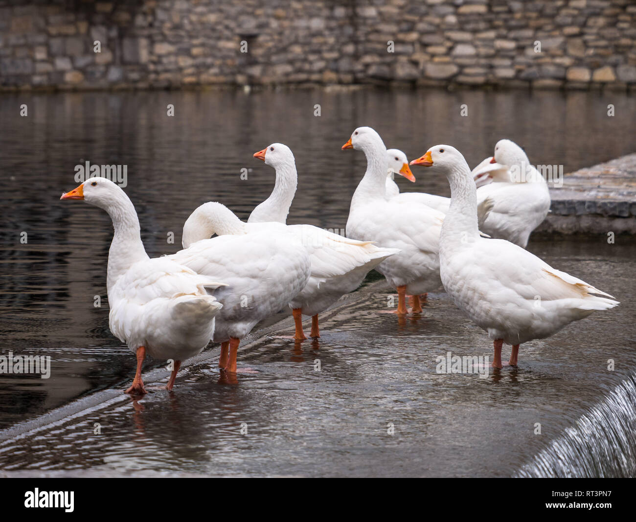 Weiße Gänse in einem Teich auf einem Wehr in den Stadtpark von Nanclares de Oca, Alava, Baskenland, Spanien Stockfoto