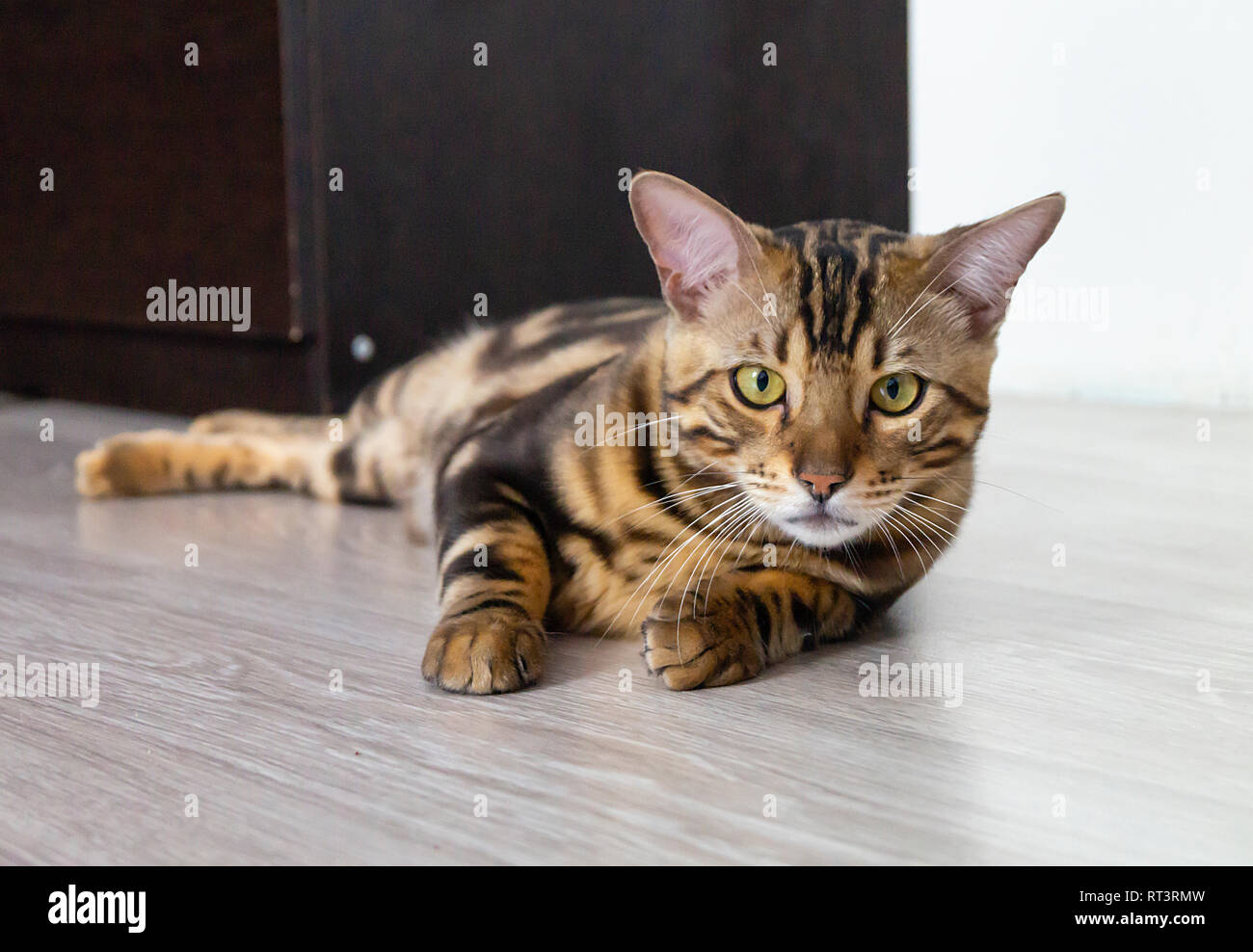 Haustier Katze mit grünen Augen ruht auf Licht Stock in Zimmer Stockfoto