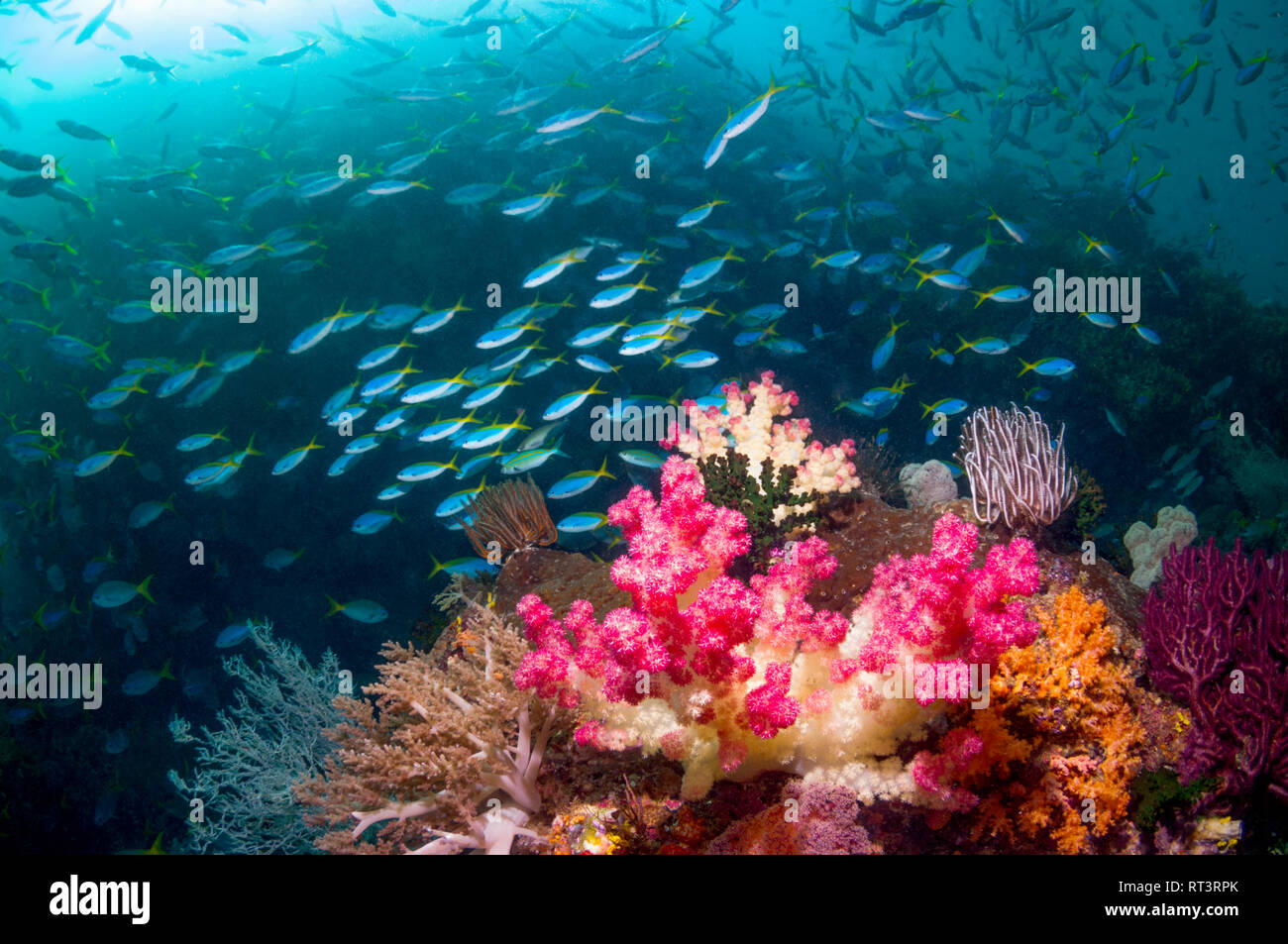 Coral Reef Landschaft mit Weichkorallen [Dendronephthya sp.]. Und eine gemischte Schule Füsiliere. Stockfoto