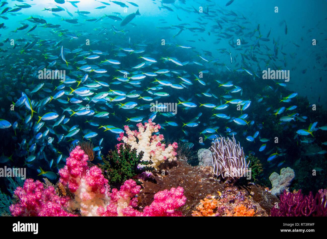 Coral Reef Landschaft mit Weichkorallen [Dendronephthya sp.]. und Fisch. Stockfoto