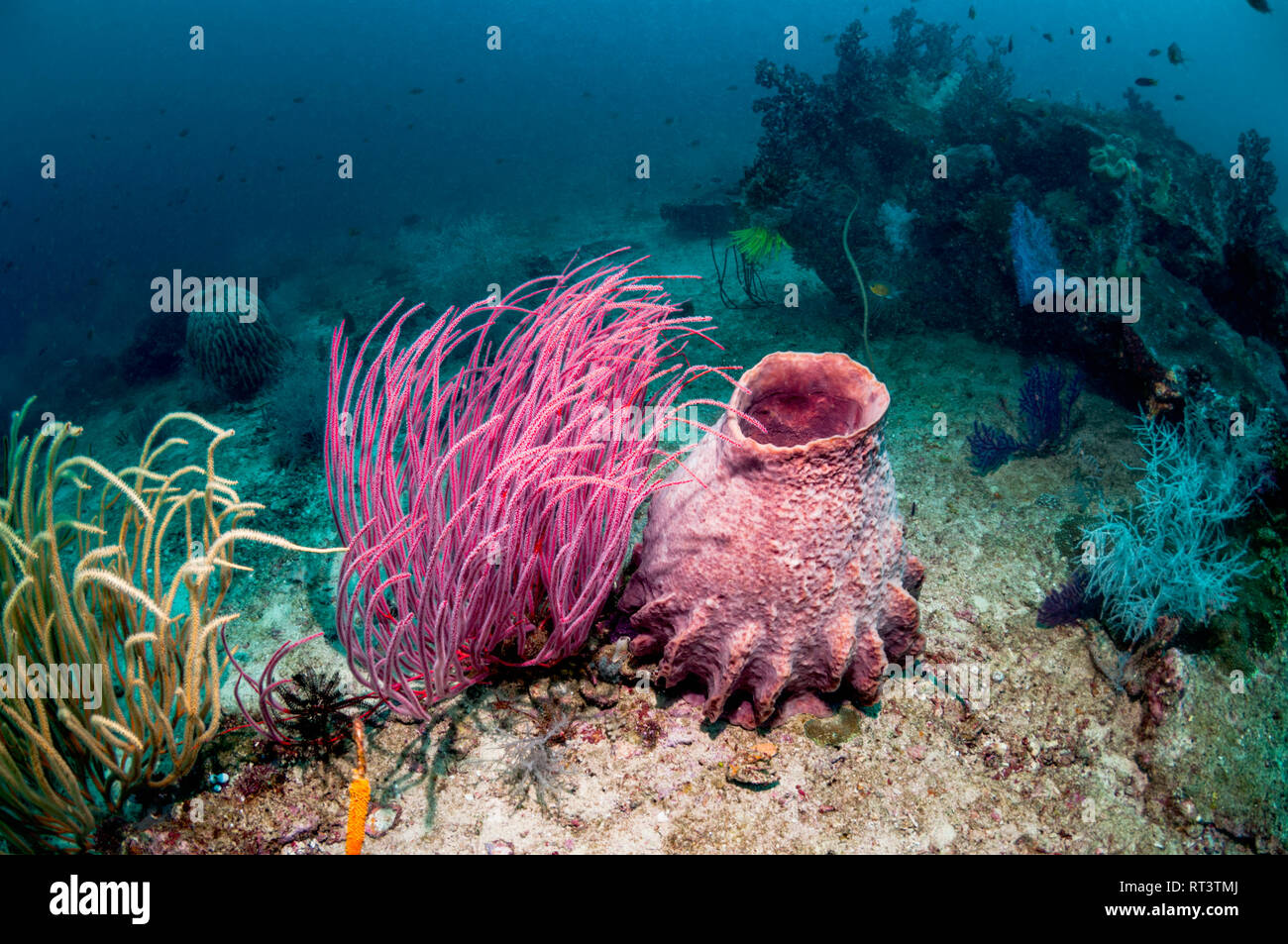 Gorgonie seawhip und ein Fass Schwamm [Xestospongia testudinaria] am Korallenriff. West, Indonesial Pappua Stockfoto