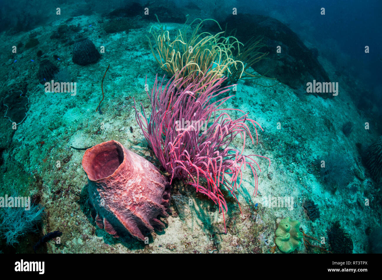 Gorgonie seawhip und ein Fass Schwamm [Xestospongia testudinaria] am Korallenriff. West, Indonesial Pappua Stockfoto