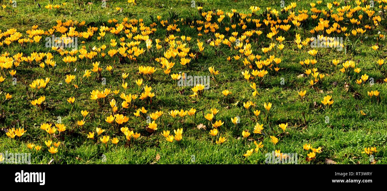 Gelbe Krokusse im Gras Stockfoto