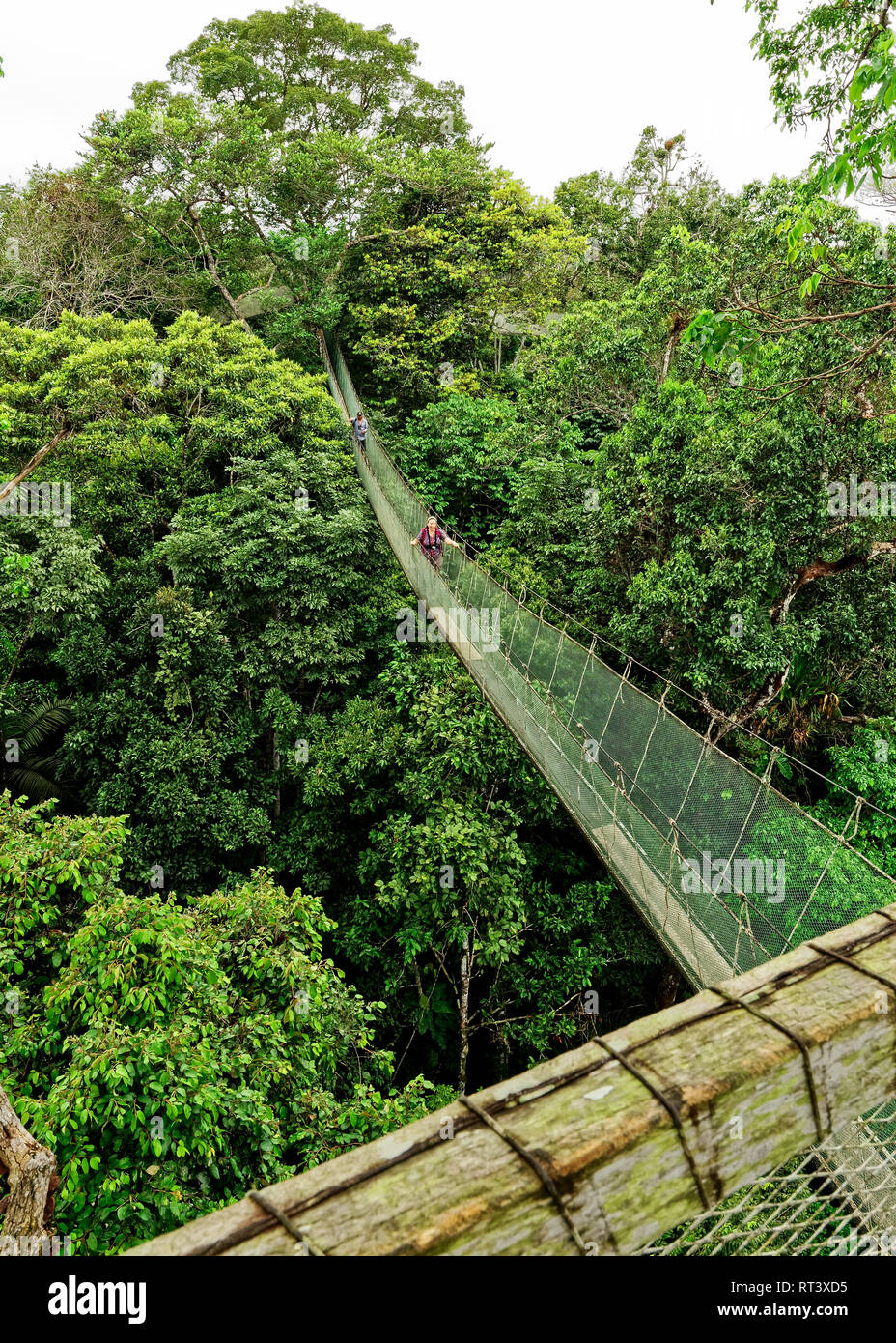 Canopy Walkway im Sucasari Finden des Amazonas Regenwaldes Stockfoto