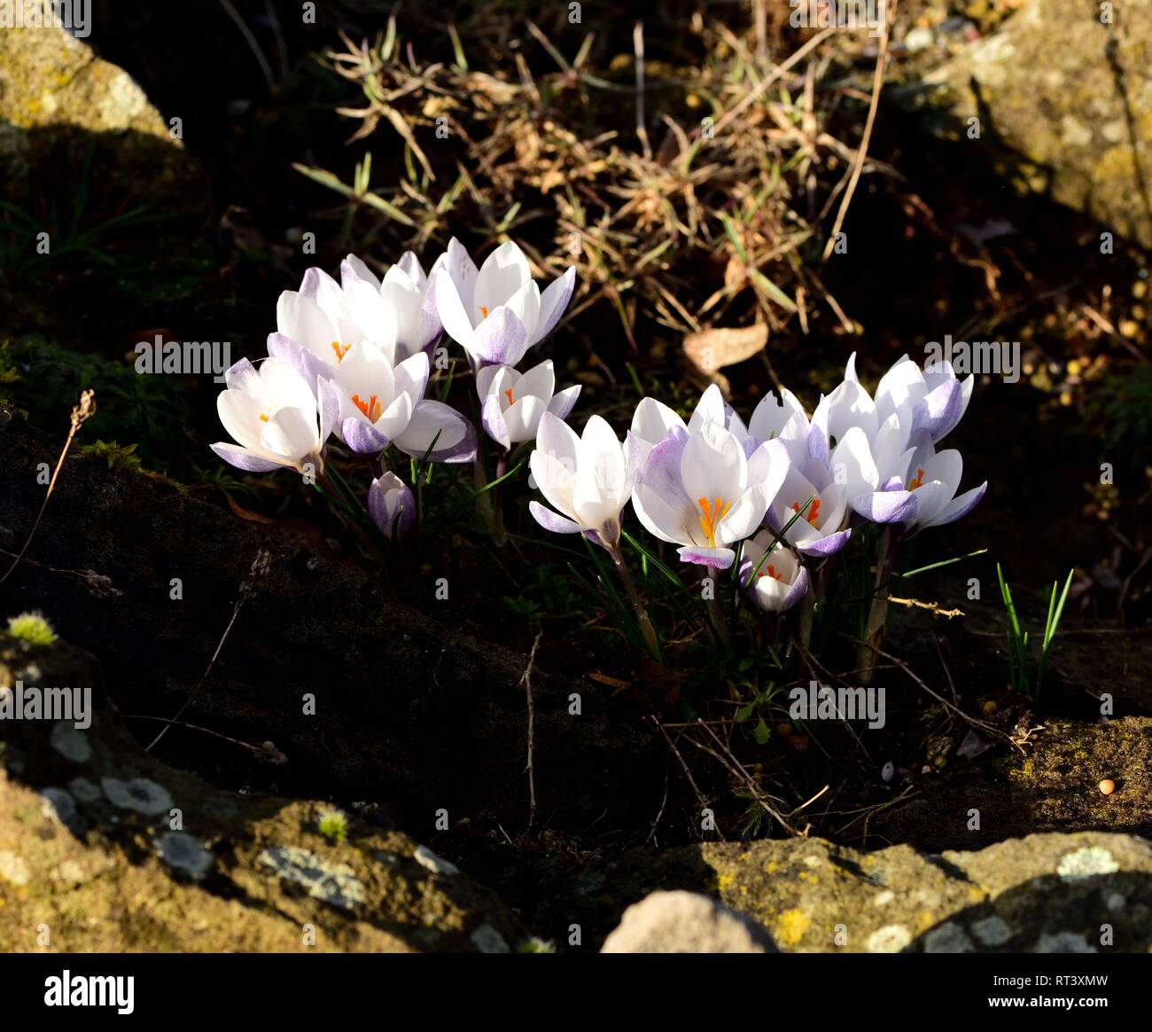 Crocus chrysanthus Zigeunerin auf Waldboden Stockfoto