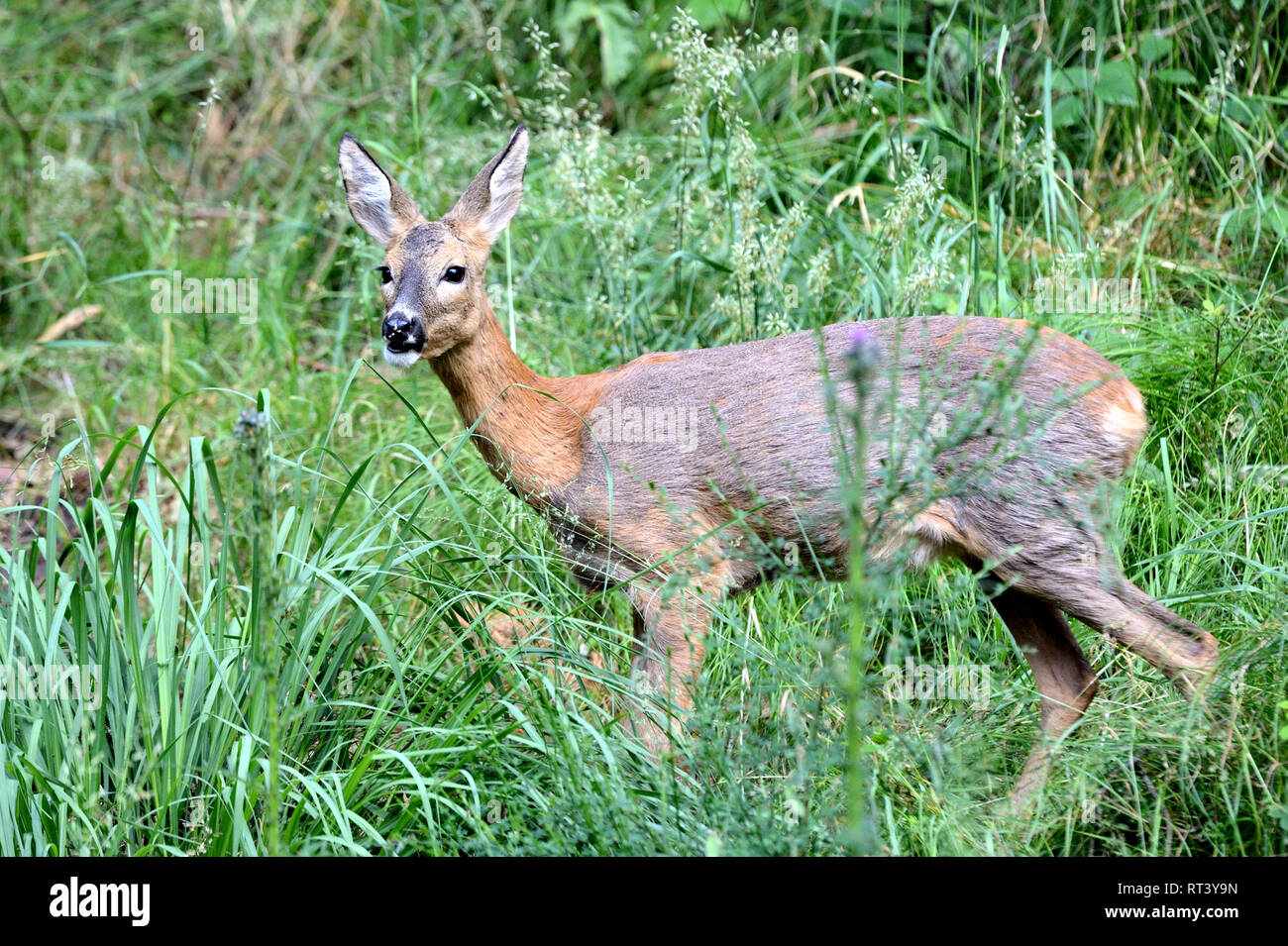Lepus Europaeus Tiere Endemische Tiere Huftiere Rehe Hirsche Rehe Im Fell Andern Tiere Trughirsche Fore Stockfotografie Alamy