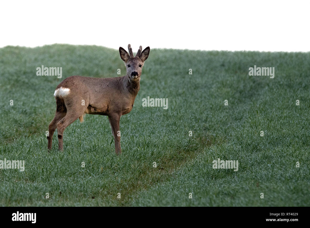 Lepus europaeus, Feld Rehe, Frühling, Natur, Schalenwild Tier, Rehe, Hirsche, Rehe, die Ende März, Rehe auf dem Feld, Ro Stockfoto