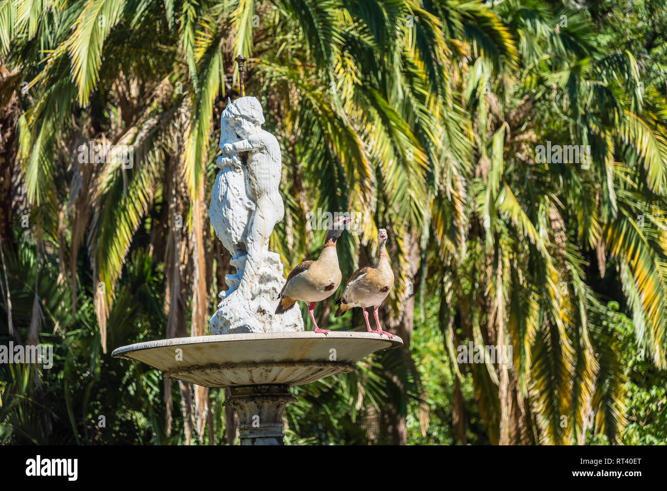 Company's Garden in Kapstadt, Südafrika Stockfoto