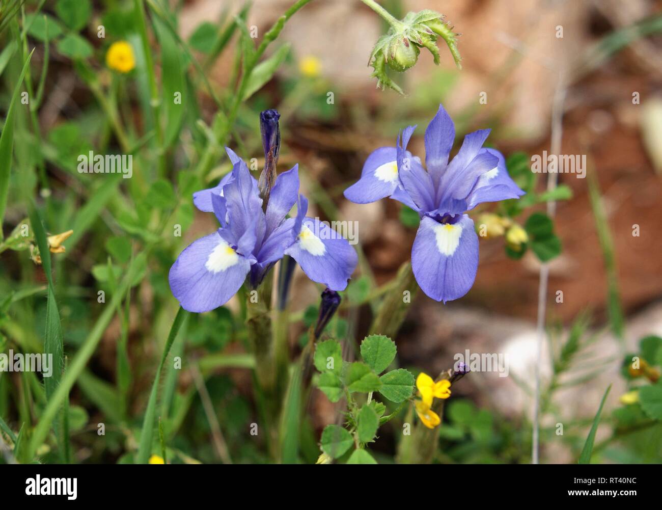 Moraea sisyrinchium Stockfoto