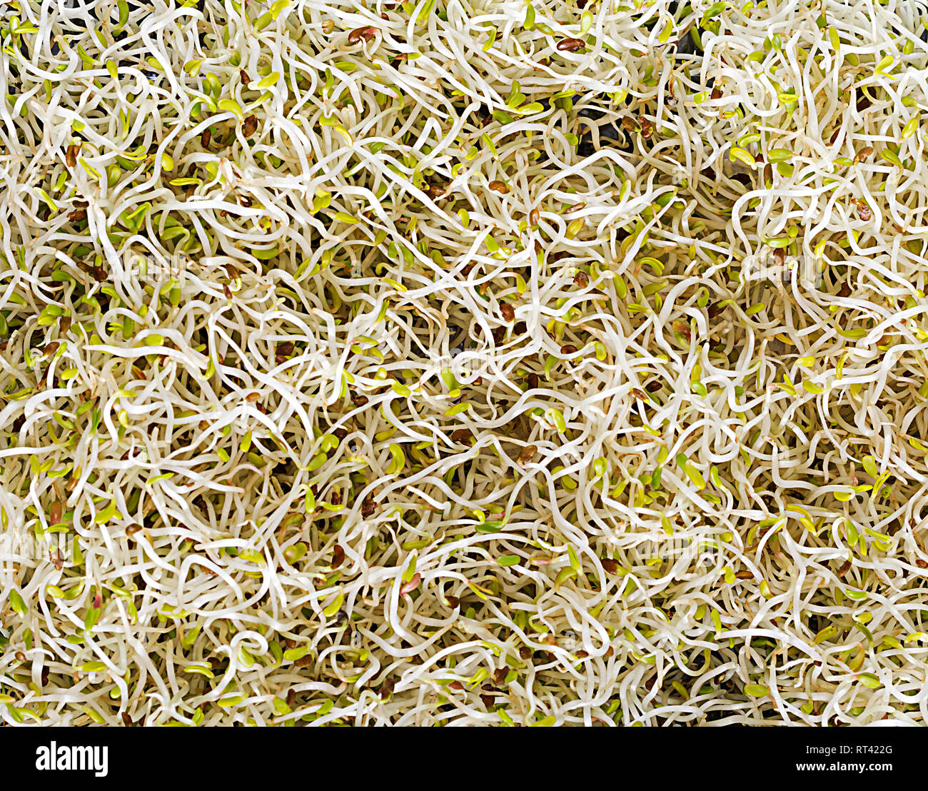 Frischer Salat microgreens Blick von oben. Hintergrund oder Textur Stockfoto
