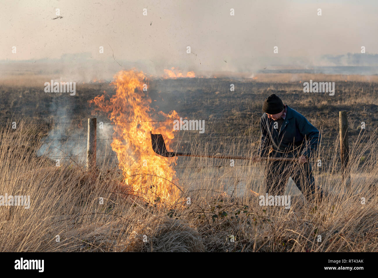 Bursdon Moor, Hartland, Devon, England, UK. Februar 2019. Mann mit einem Gummi Feuer Wendetrommel Werkzeug bei der jährlichen Verbrennung von Ginster und Scheuern Stockfoto