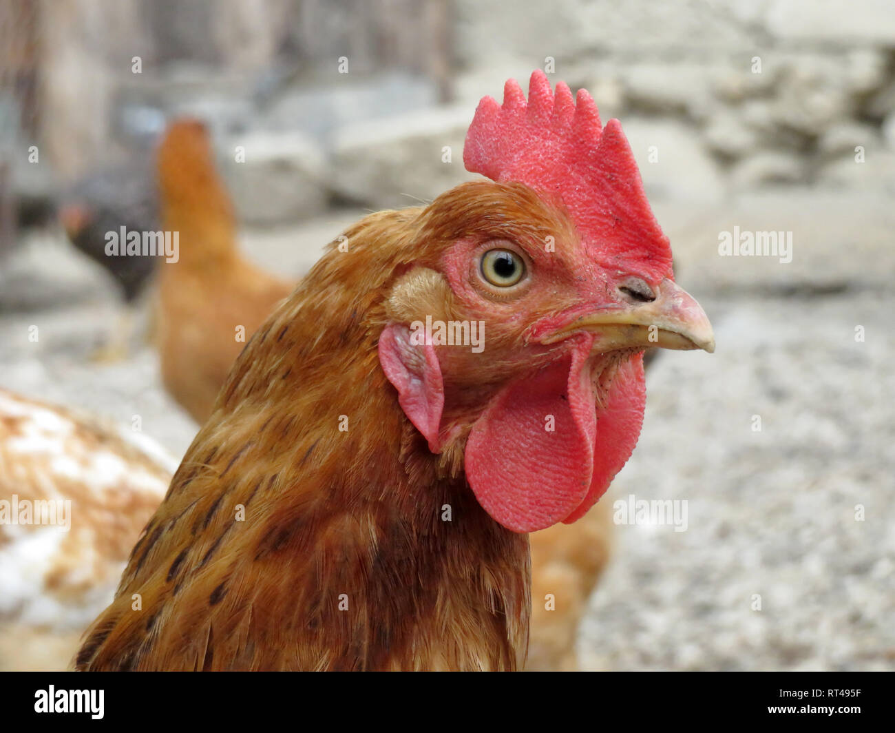 Hühner auf dem Bauernhof, braune Henne im Coop Stockfoto