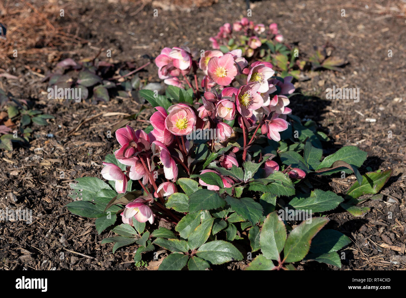 Helleborus ×ballardiae HGC Pink Frost, Helleborus Pink Frost, Helleborus Hgc Pink Frost = Coseh710, Ranunculaceae, Stockfoto