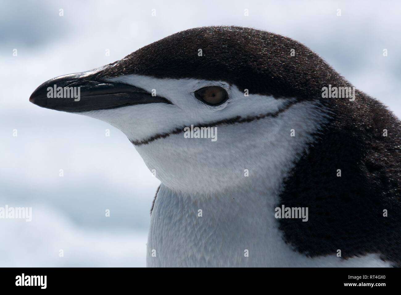 Nahaufnahme der zügelpinguin Antarktis Stockfoto