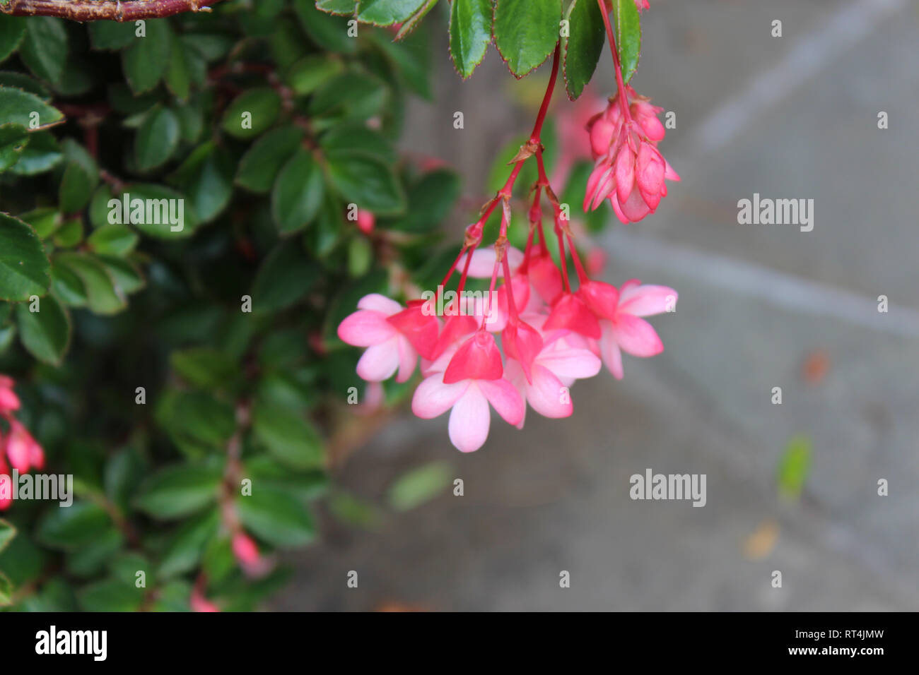 Drachenflügel rosa begonie -Fotos und -Bildmaterial in hoher Auflösung –  Alamy