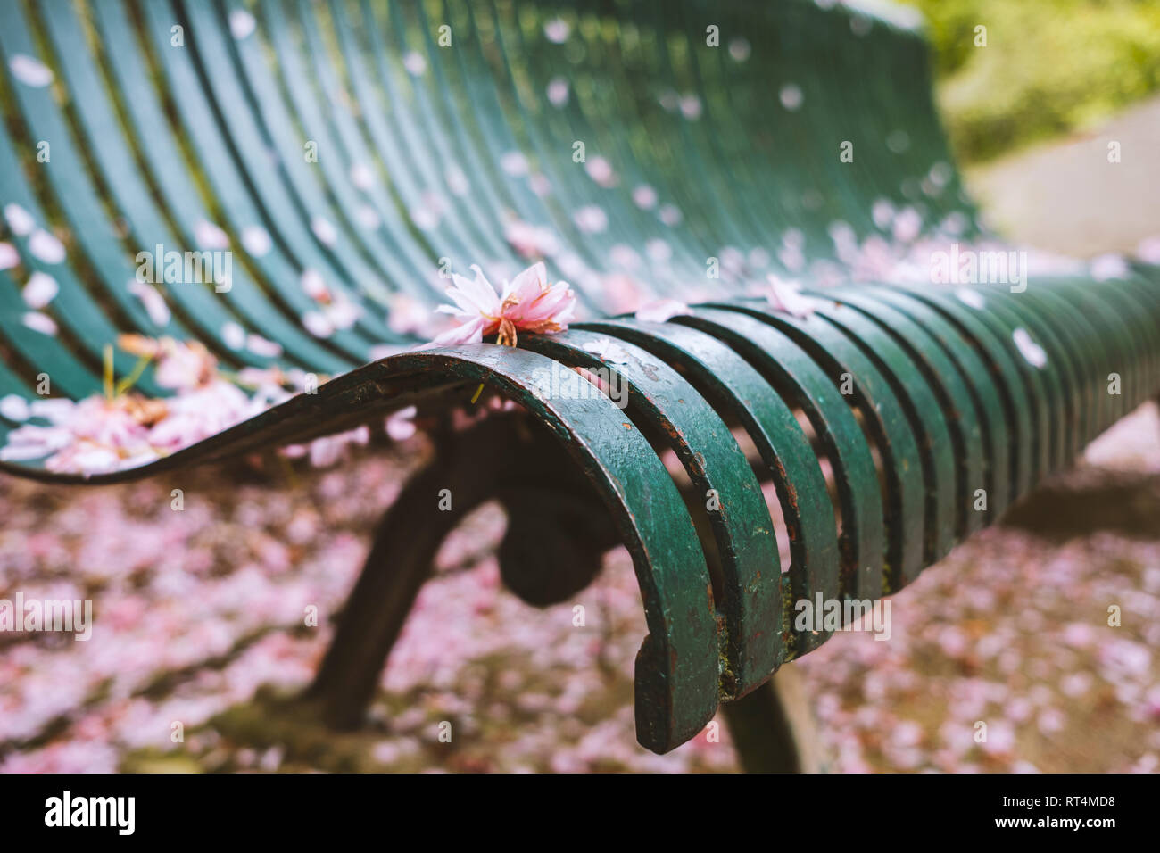 Green Park Bench mit Kirschblüten und Blüten bedeckt. Selektive konzentrieren. Getönt Stockfoto