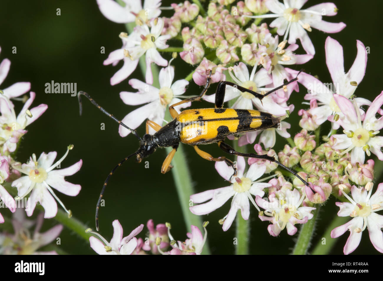 Ein männlicher Spotted Longhorn Beetle (Rutpela Maculate), re-named From) (Strangalia Maculate), auf einer Blume thront. Stockfoto