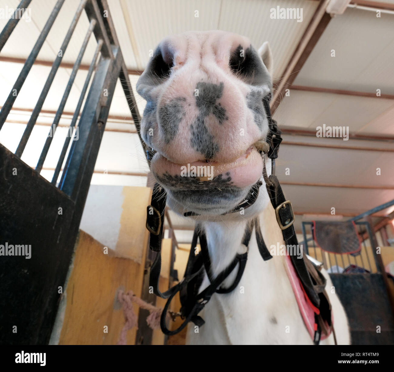Schließen der Schnauze des Weißen lustig Pferd Stockfoto