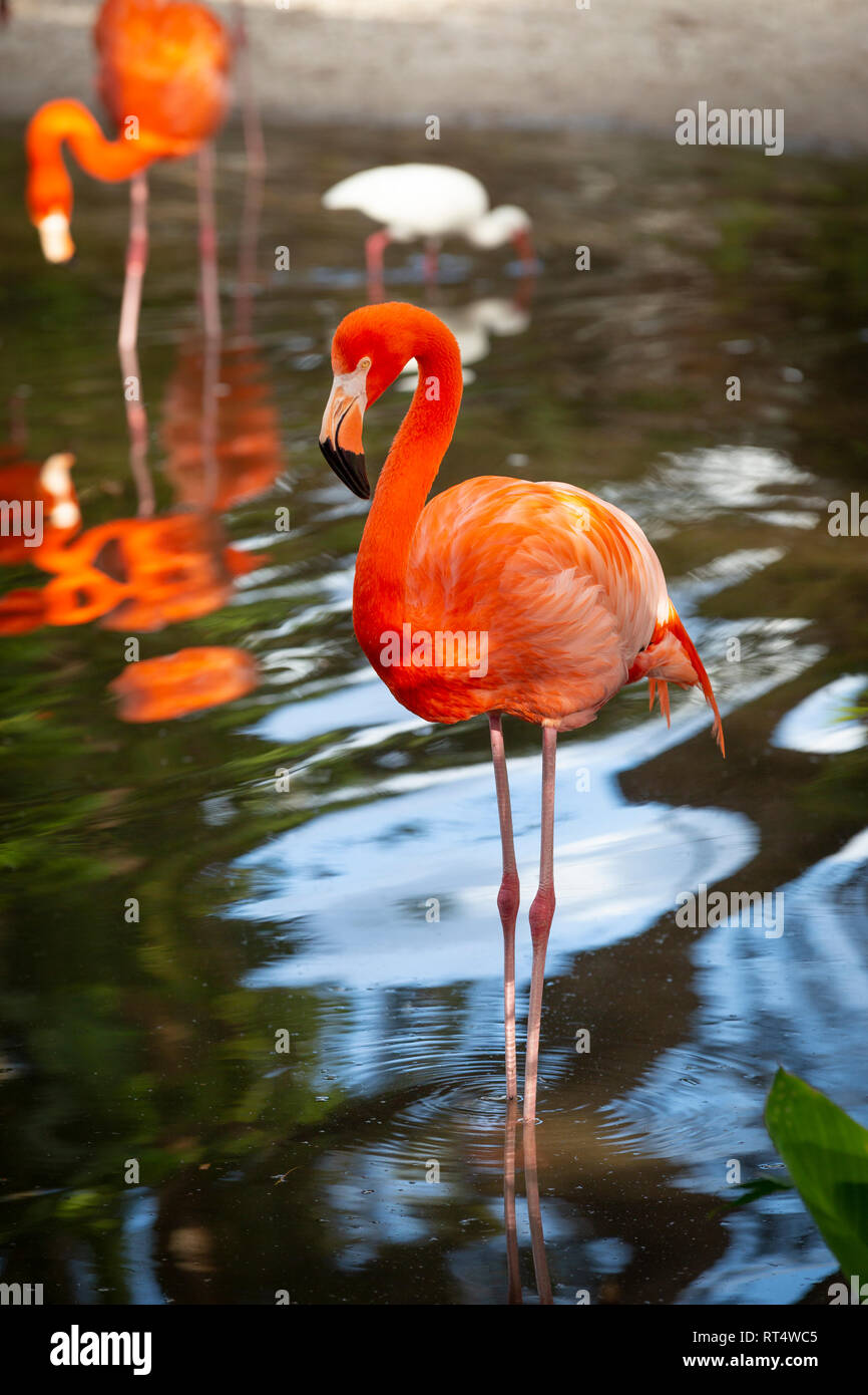 Amerikanische Flamingo (Phoenicopterus Ruper) im Teich an Everglades Wonder Garten, Bonita Springs, Florida, USA Stockfoto