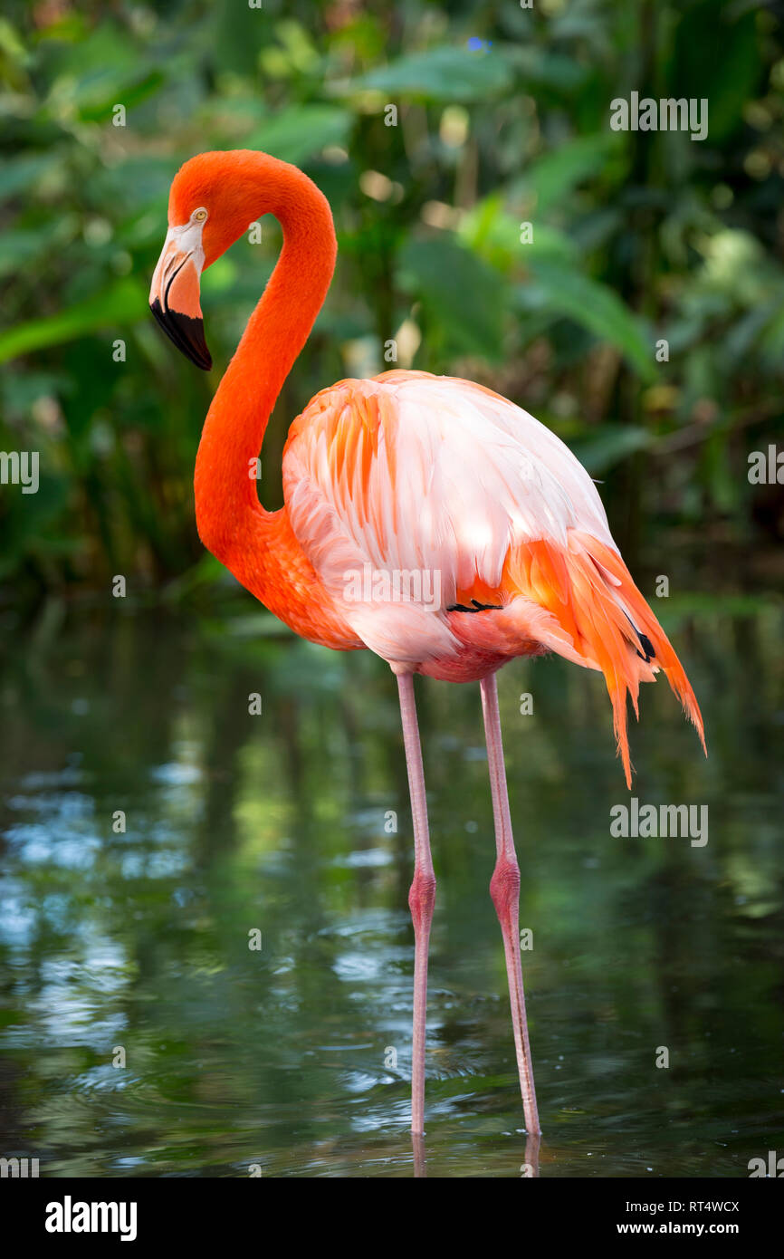 Amerikanische Flamingo (Phoenicopterus Ruper) im Teich an Everglades Wonder Garten, Bonita Springs, Florida, USA Stockfoto