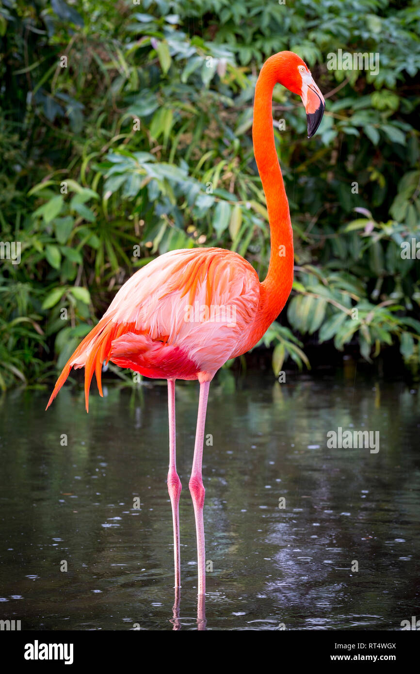 Amerikanische Flamingo (Phoenicopterus Ruper) im Teich an Everglades Wonder Garten, Bonita Springs, Florida, USA Stockfoto