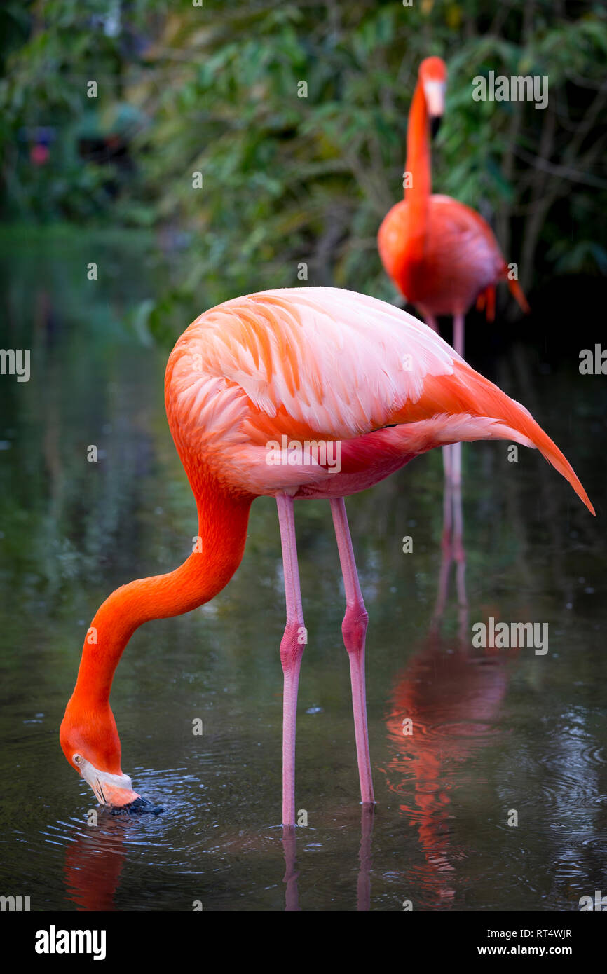 Amerikanische Flamingo (Phoenicopterus Ruper) im Teich an Everglades Wonder Garten, Bonita Springs, Florida, USA Stockfoto