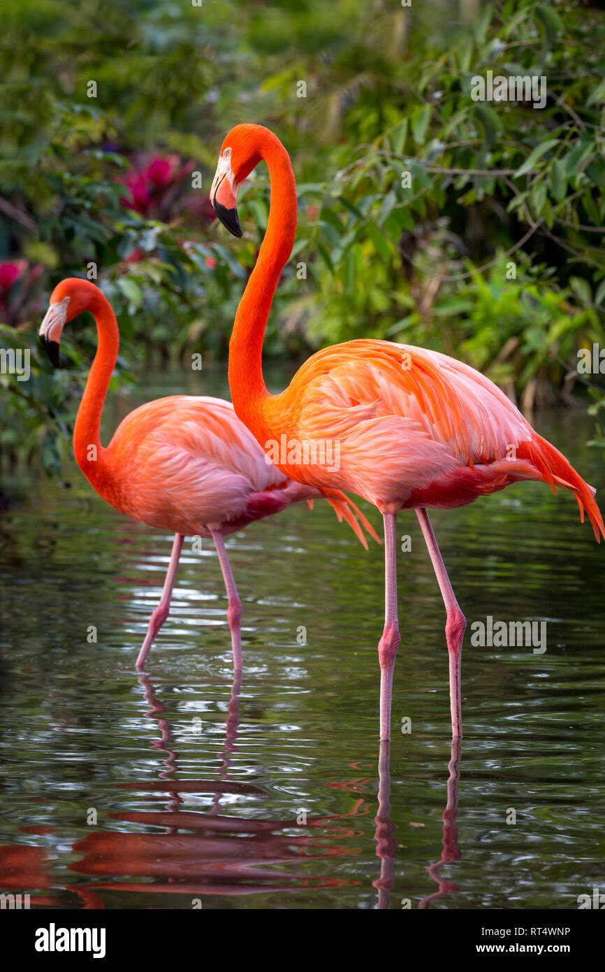 Amerikanische Flamingo (Phoenicopterus Ruper) im Teich an Everglades Wonder Garten, Bonita Springs, Florida, USA Stockfoto