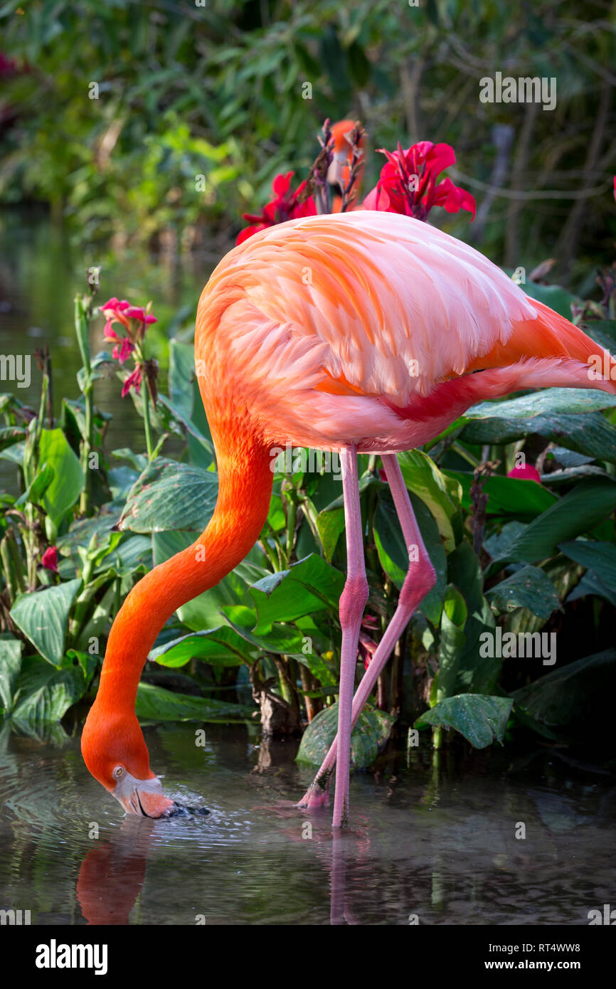 Amerikanische Flamingo (Phoenicopterus Ruper) im Teich an Everglades Wonder Garten, Bonita Springs, Florida, USA Stockfoto