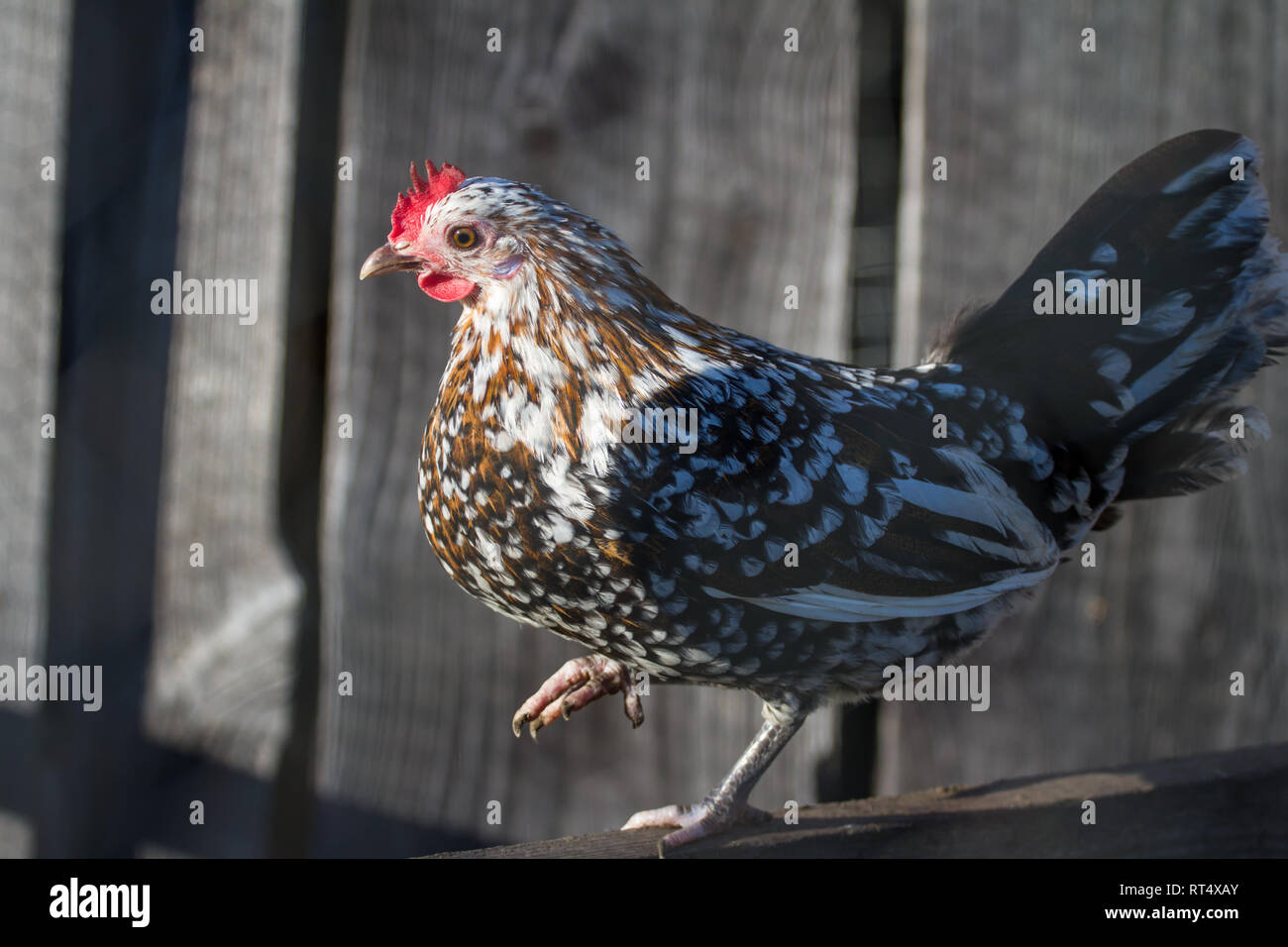 Stoapiperl/Steinhendl Henne, kritisch bedrohte Huhn züchten aus Österreich (Gallus gallus domesticus) Stockfoto